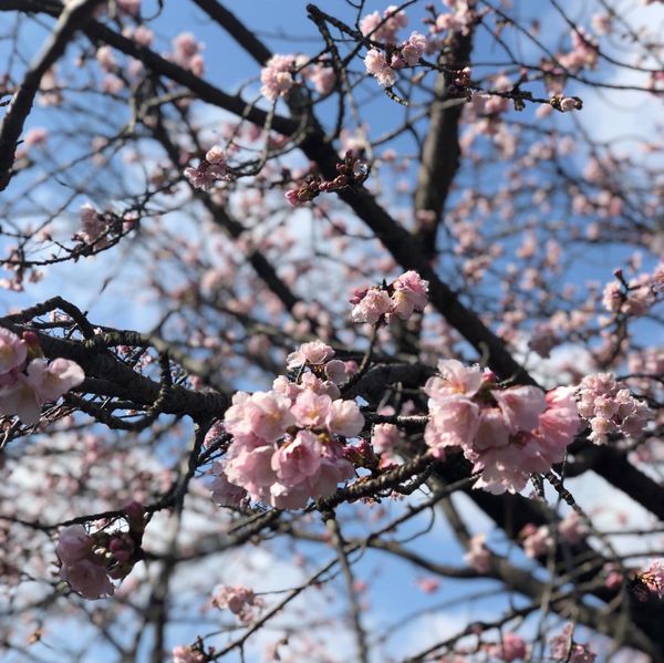 日本・伊豆高原「伊豆高原　1人旅」の写真：flowers