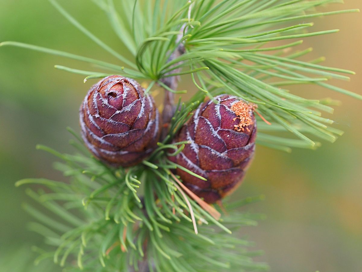 バイカル湖　オリホン島周遊ツアー
ホテルで日帰りツアーを手配して、島を巡っ...