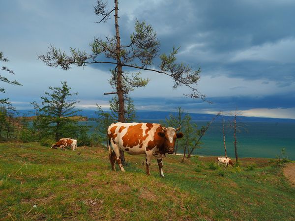 ロシア連邦・サハリン「シベリア弾丸旅行　サハリンからバイカル湖まで」の写真：バイカル湖　オリホン島周遊ツアー
ホテル...