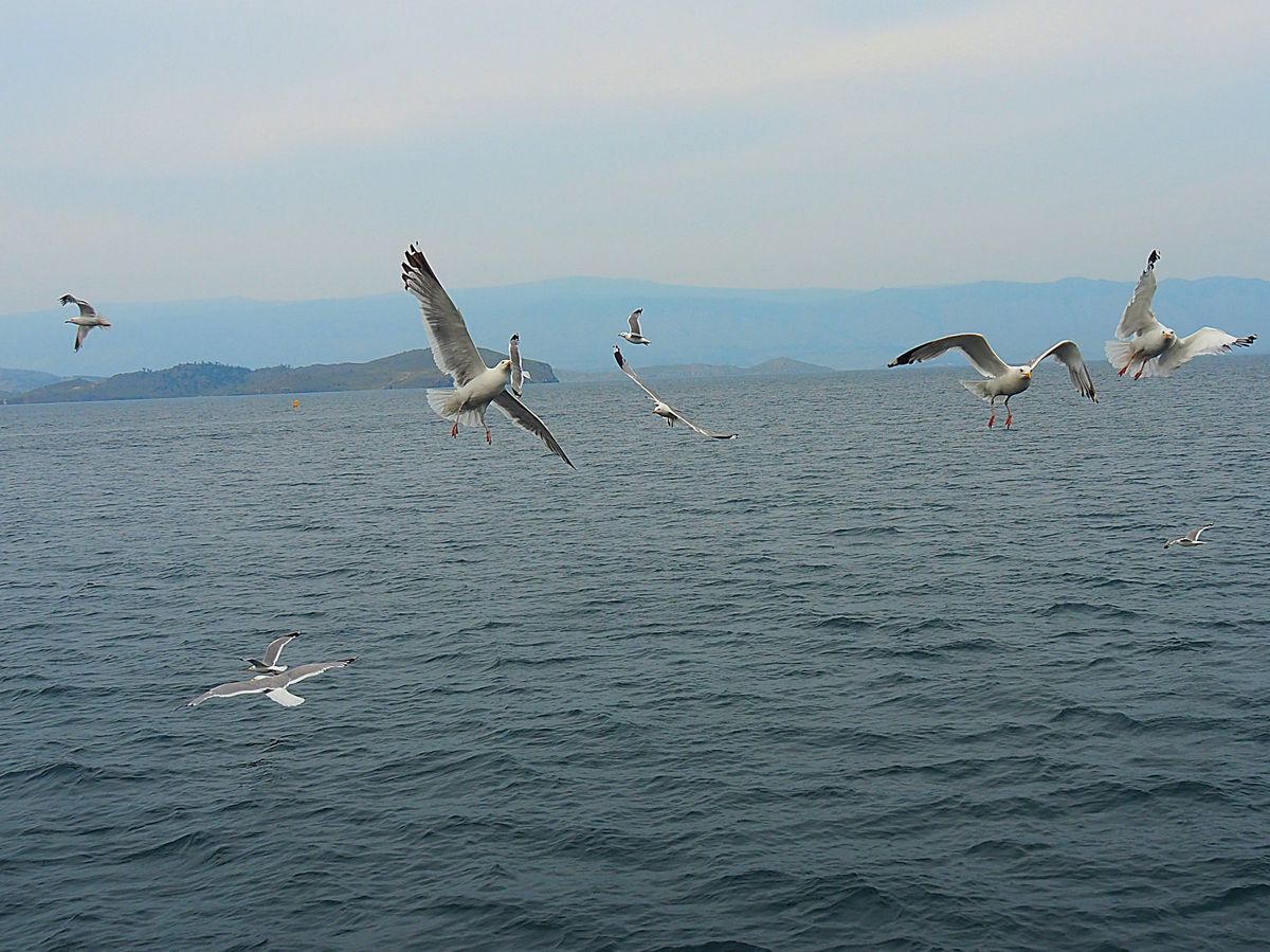 イルクーツクからバイカル湖のオリホン島へ
フェリーはピストン運行ですが、車...