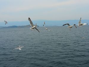 イルクーツクからバイカル湖のオリホン島へ
フェリーはピストン運行ですが、車...