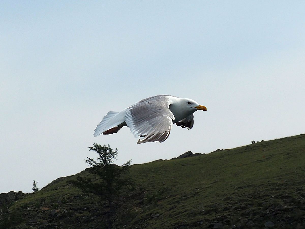 イルクーツクからバイカル湖のオリホン島へ
フェリーはピストン運行ですが、車...