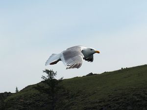 イルクーツクからバイカル湖のオリホン島へ
フェリーはピストン運行ですが、車...