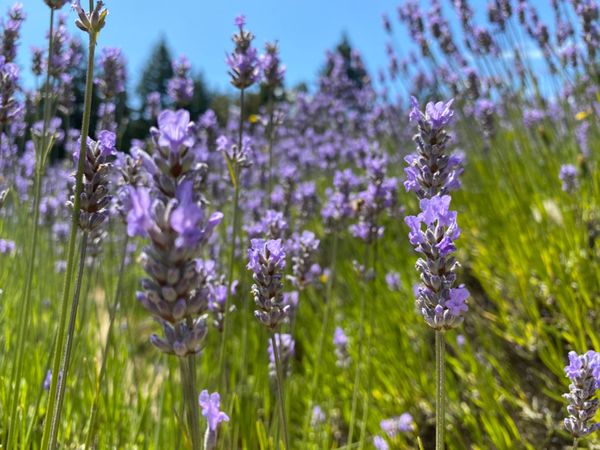 カナダ「Victoria」の写真