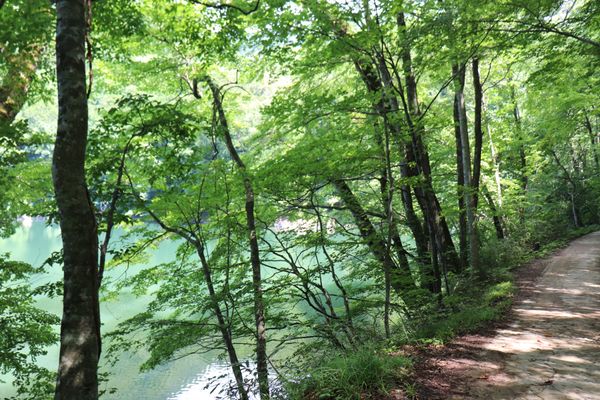 日本・秋田「東北2020」の写真：白神山地の十二湖の、、どれか忘れちゃった