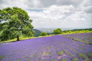 【札幌 幌見峠のラベンダー畑】

傾斜地に咲き誇るラベンダー畑。
そ...