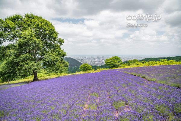 日本・北海道「7月の北海道でラベンダーを鑑賞する旅」の写真:【札幌 幌見峠のラベンダー畑】
傾...