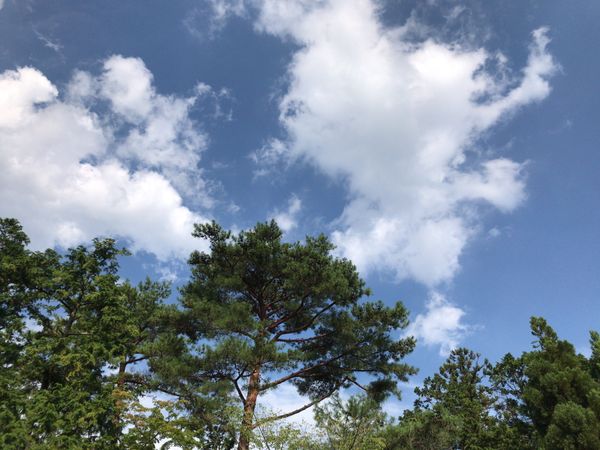 日本・嵐山「京都♡出張」の写真