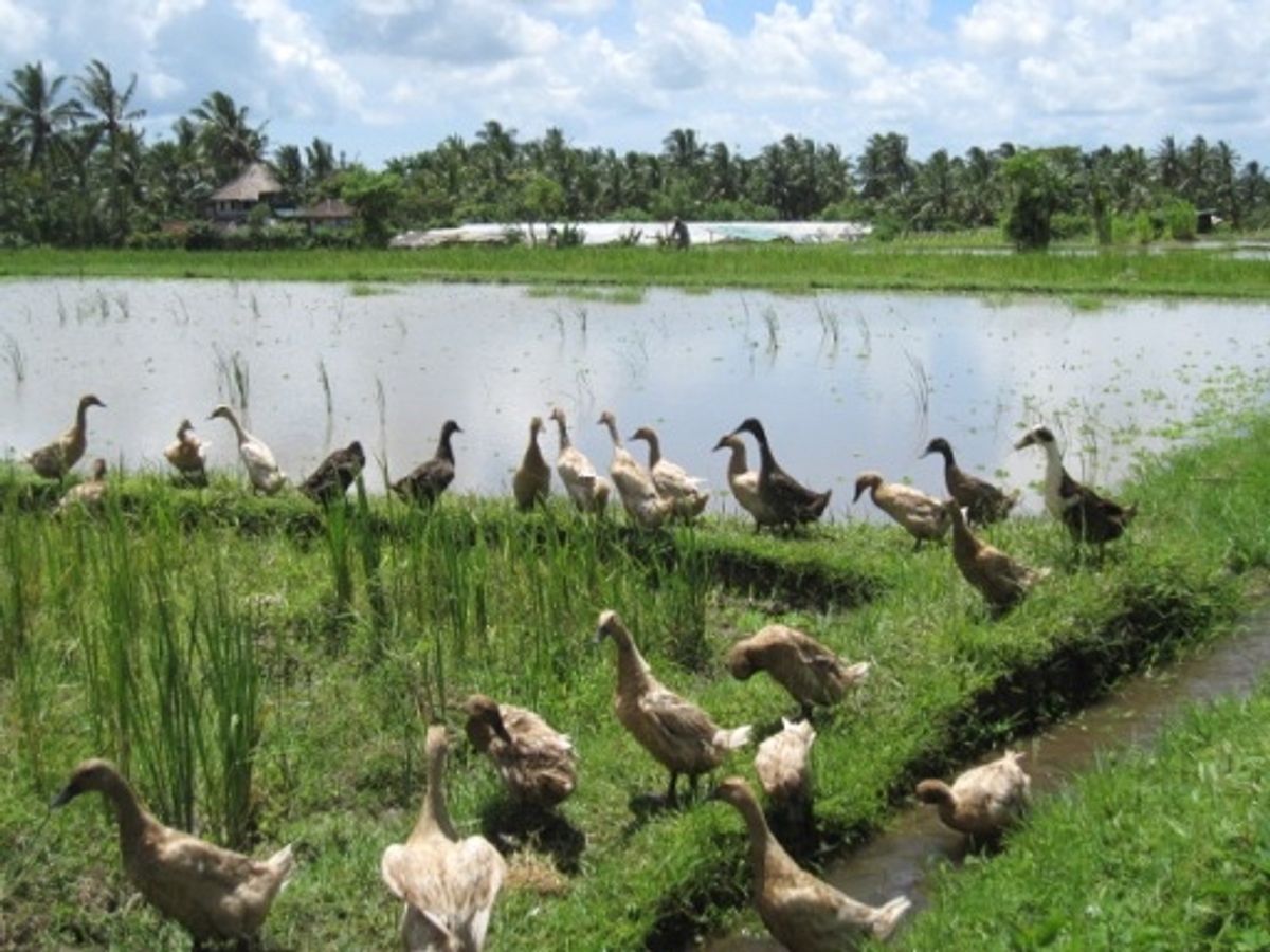 バリ島ウブドの散歩道。2時間半かけて田園をお散歩。大きいトカゲ🦎出たりして...