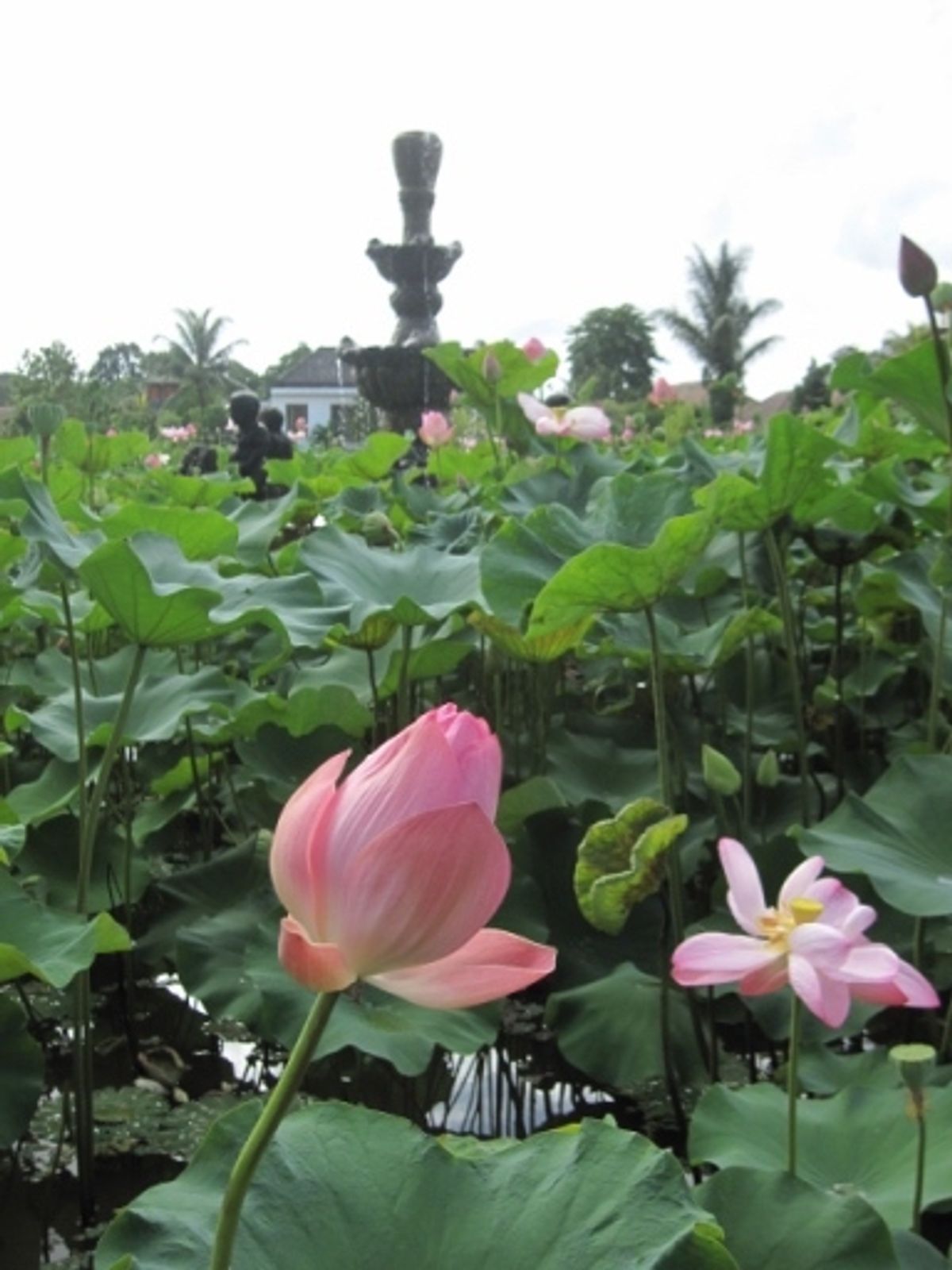 バリ島ウブドの散歩道。2時間半かけて田園をお散歩。大きいトカゲ🦎出たりして...