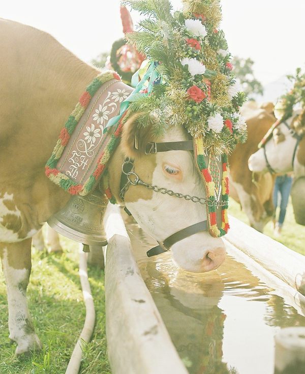 オーストリア・ハルシュタット「オーストリアの旅2016」の写真：almabtriebの牛追い祭り①

a...