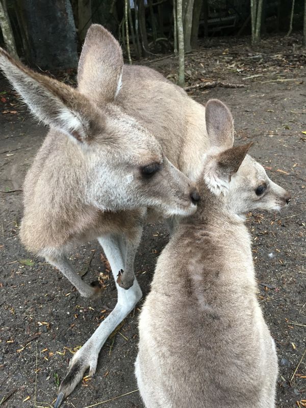 オーストラリア連邦・ケアンズ「オーストラリア」の写真：Cairns☆★
