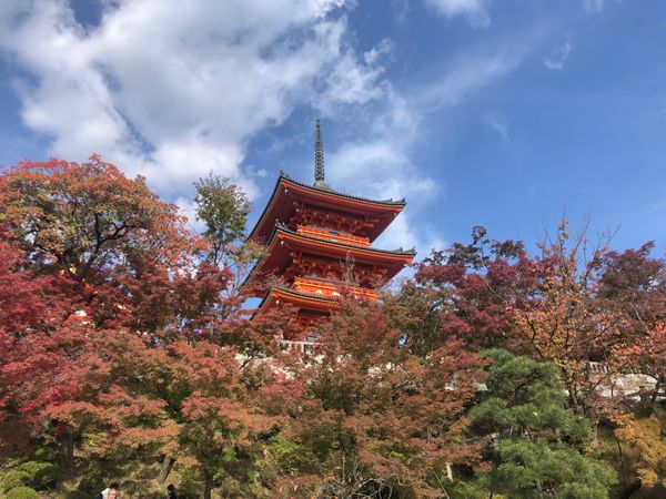 日本・京都「京都🍁」の写真