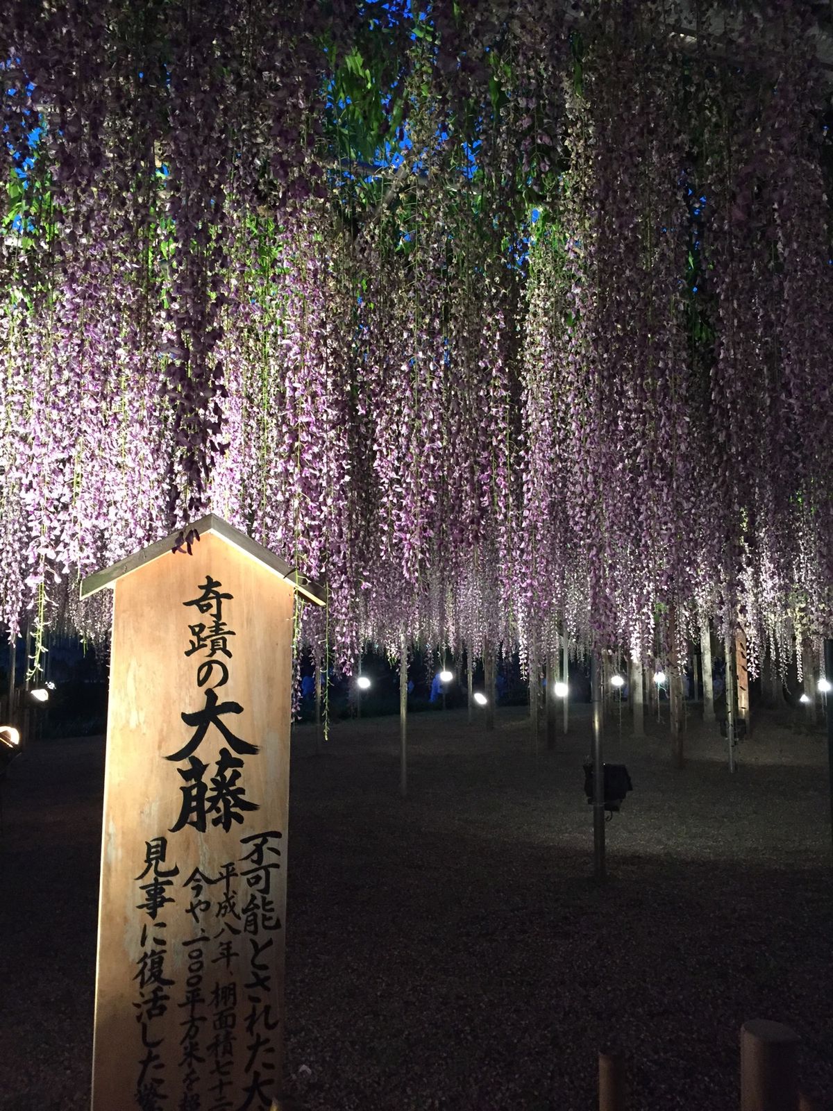 藤棚や白藤、大藤