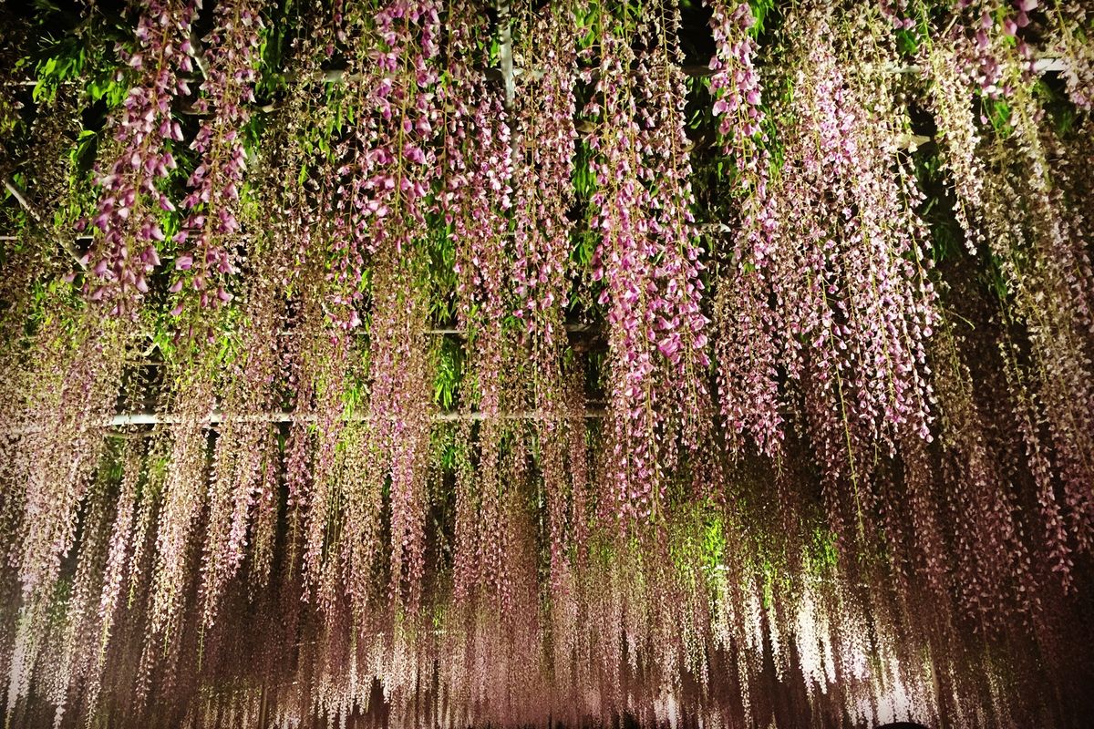 藤棚や白藤、大藤