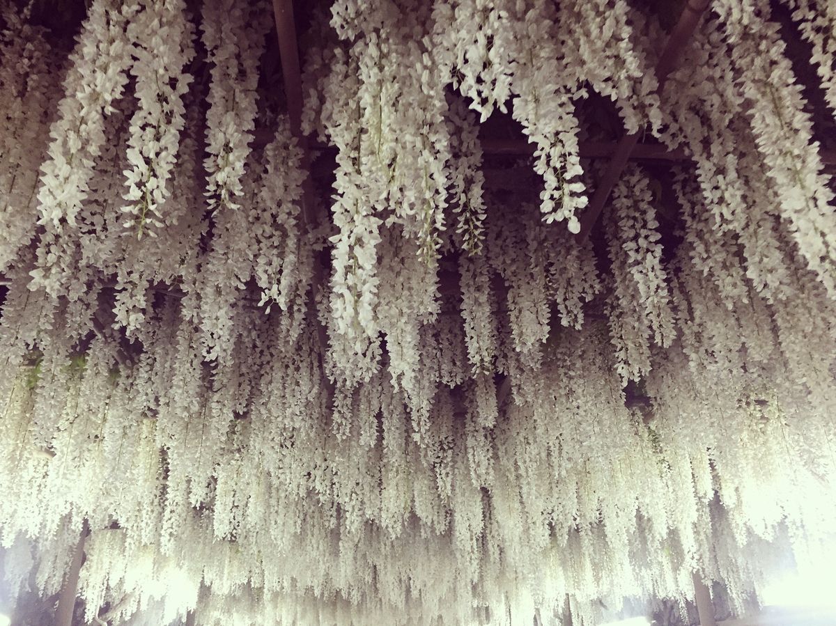 藤棚や白藤、大藤