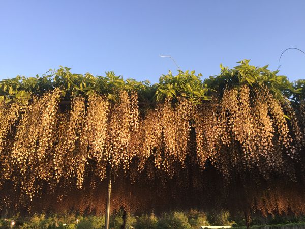 日本・足利「あしかがフラワーパーク」の写真：藤棚や白藤、大藤