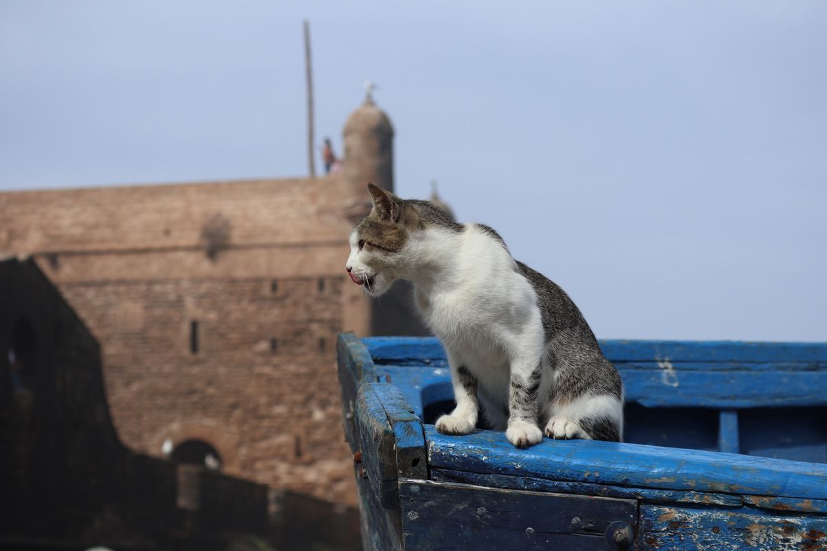 1）世界遺産エッサウィラの猫
2）                 〃
3...