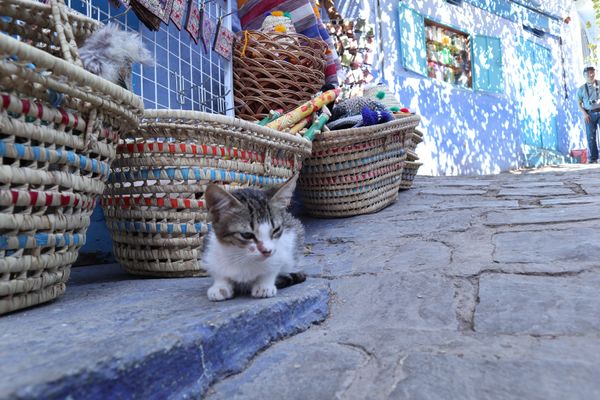 モロッコ・マラケシュ「「モロッコの旅」」の写真：１〜４）シャウエンのネコ