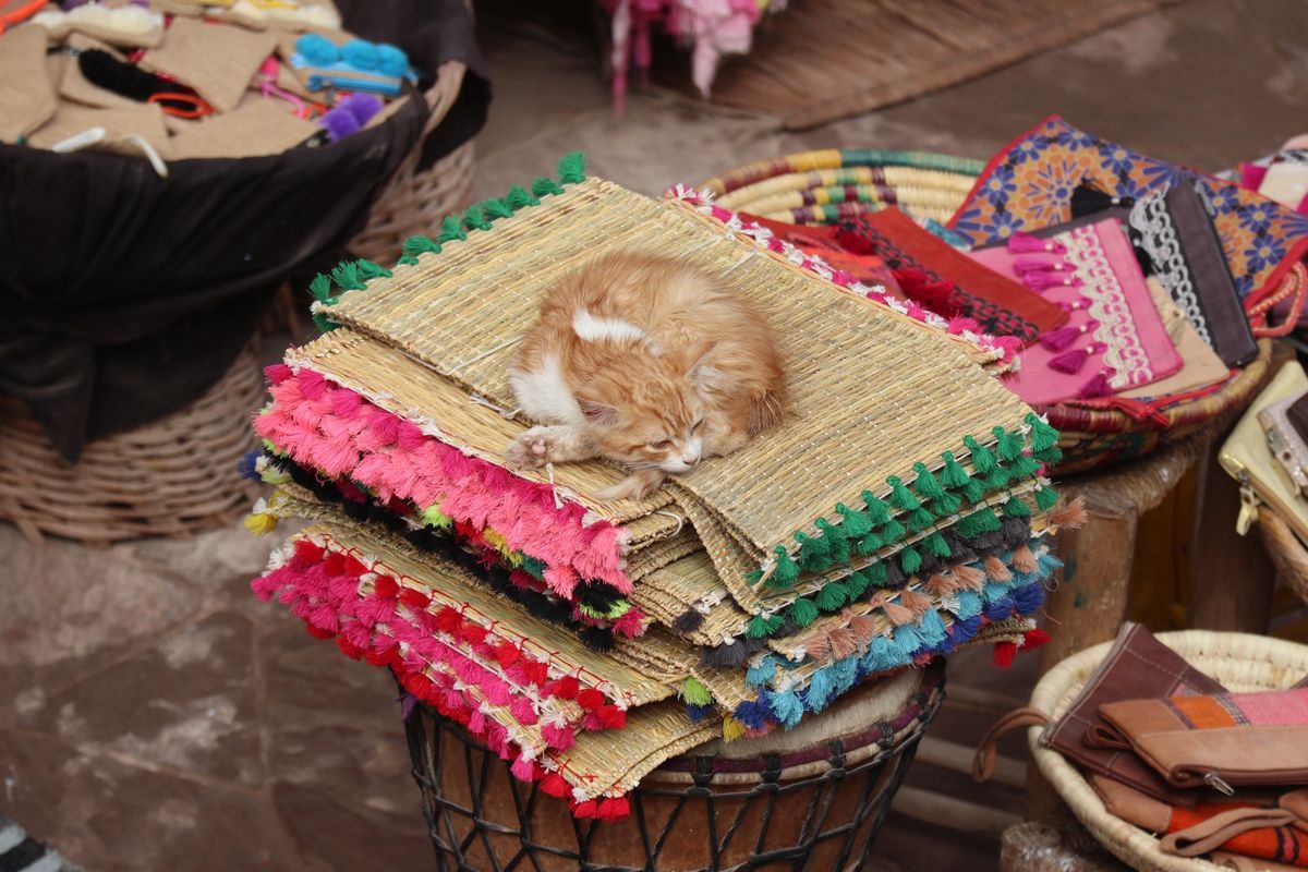 1）世界遺産エッサウィラの猫
2）                 〃
3...