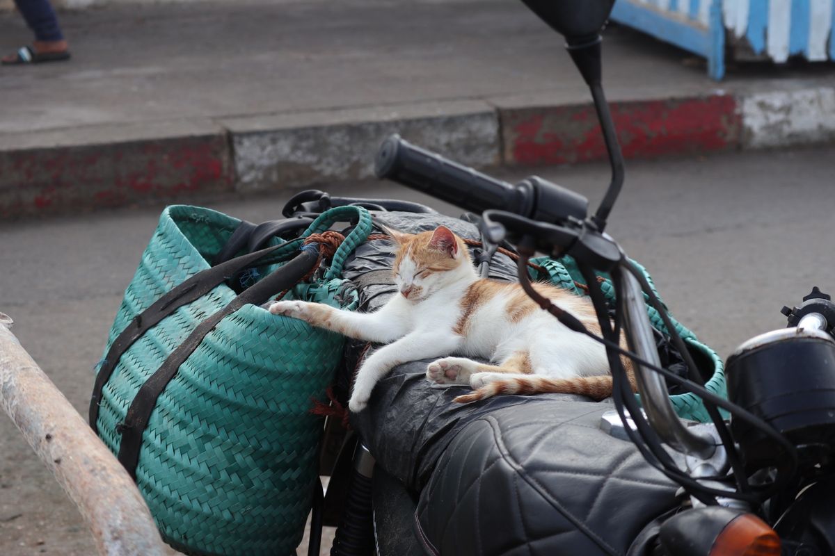 1）世界遺産エッサウィラの猫
2）                 〃
3...