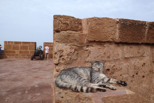モロッコ・マラケシュ「「モロッコの旅」」の写真：1）世界遺産エッサウィラの猫
2）   ...
