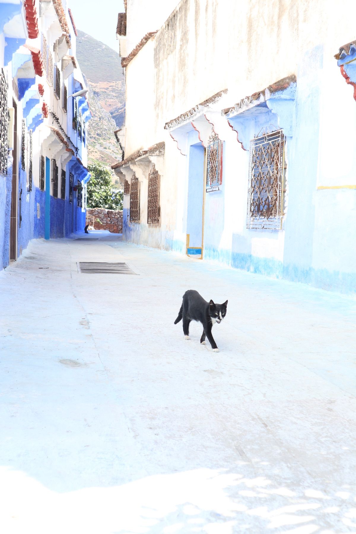 １〜４）シャウエンのネコ