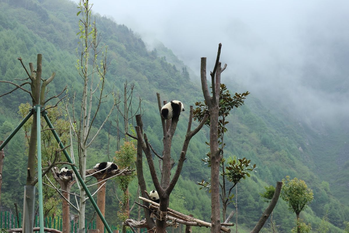 １〜４）パンダパンダパンダ🐼