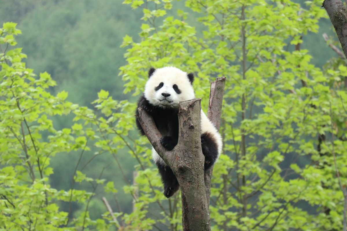 1）世界遺産成都ジャイアントパンダ保護区
2）世界遺産楽山大仏
3）世界遺...