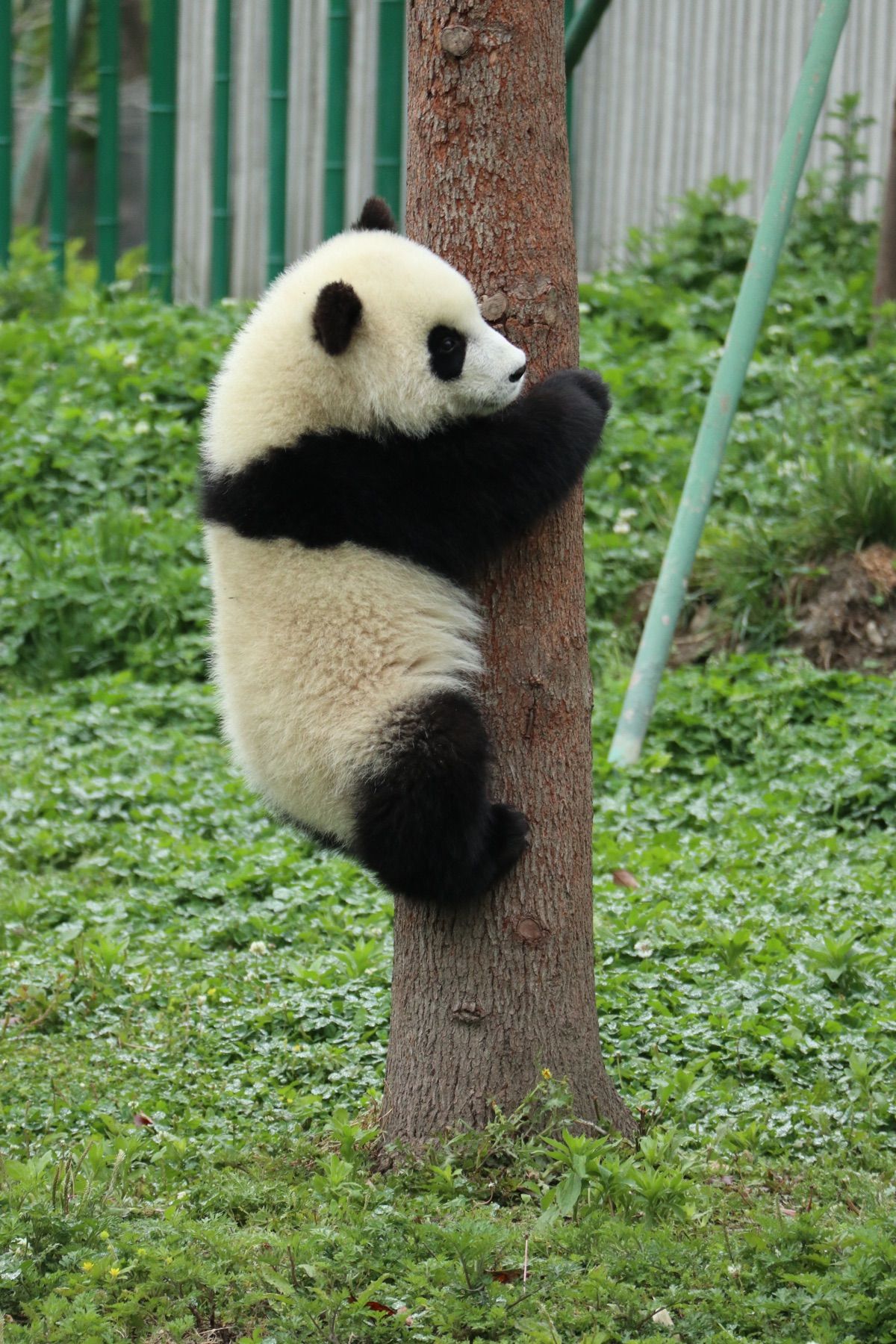 １〜４）パンダパンダパンダ🐼