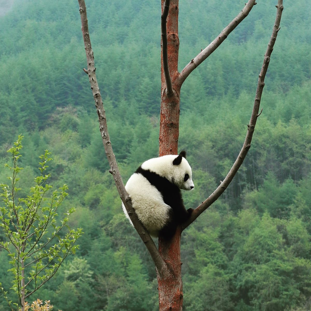 １〜４）パンダパンダパンダ🐼