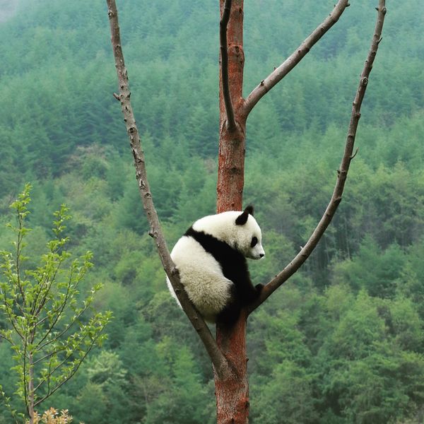中国・成都「「中国成都の旅」」の写真：１〜４）パンダパンダパンダ🐼