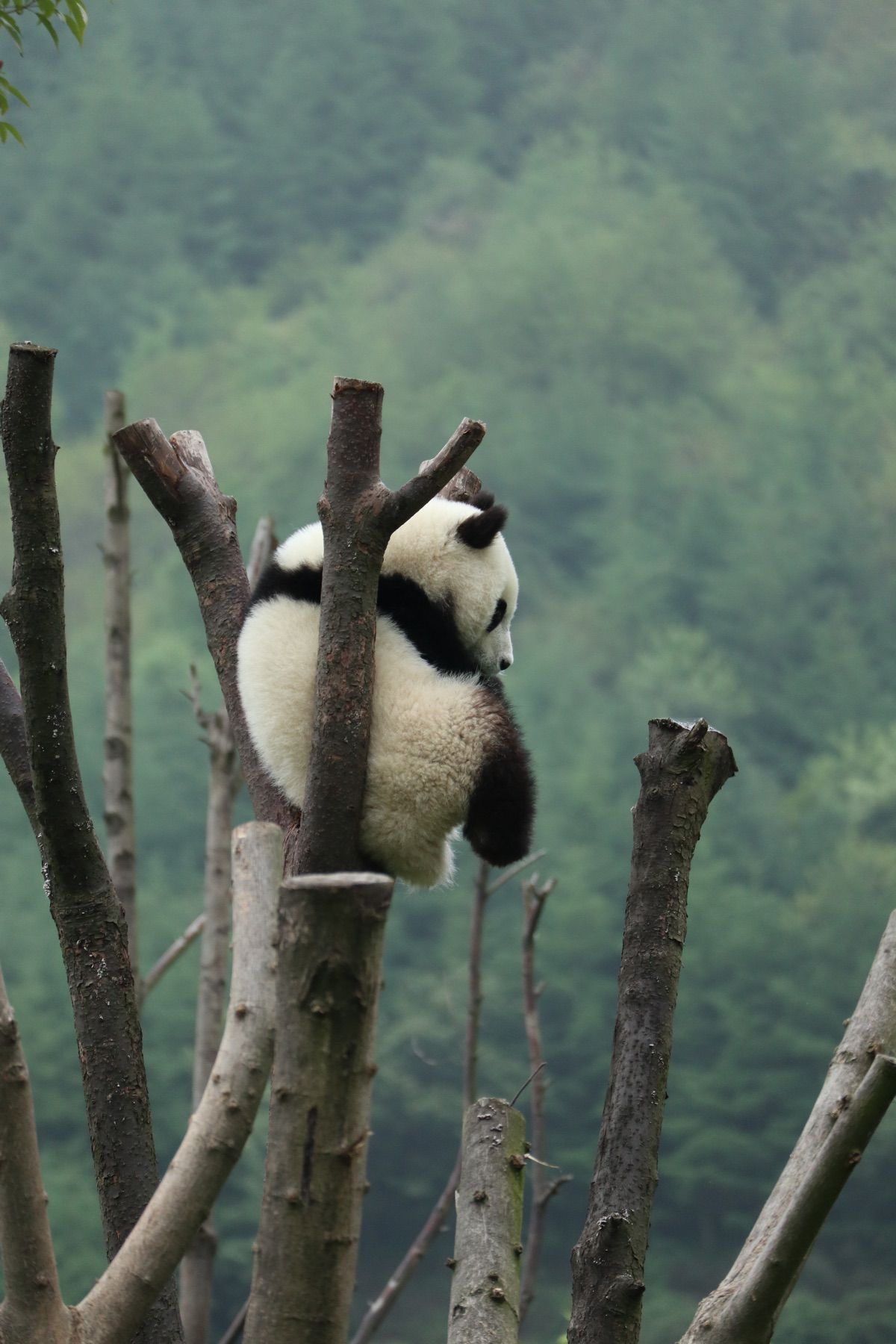 １〜４）パンダパンダパンダ🐼