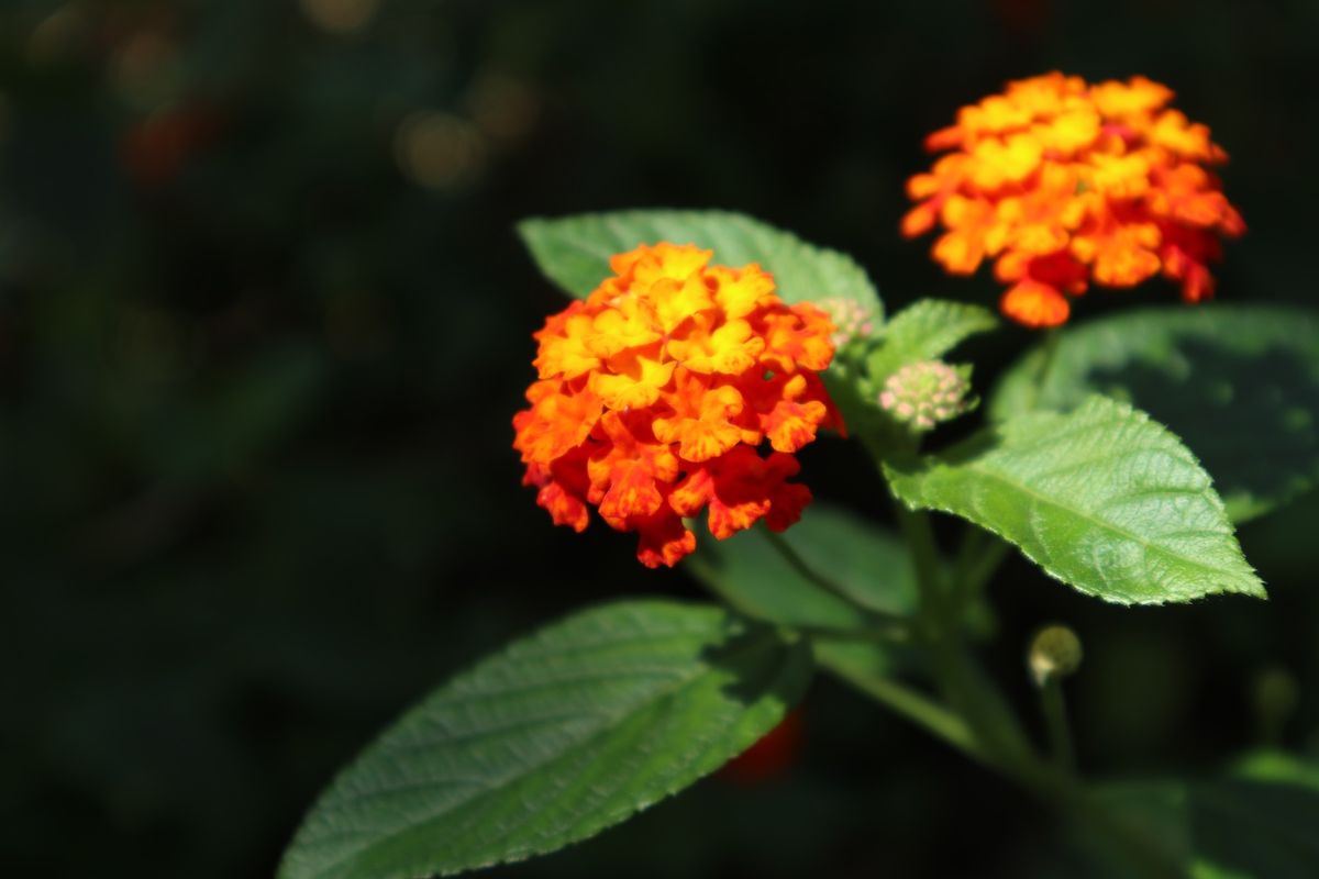 １〜４）世界遺産シンガポール植物園