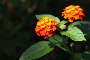 １〜４）世界遺産シンガポール植物園