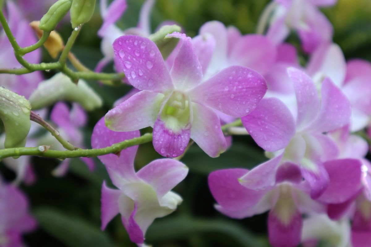 １〜４）世界遺産シンガポール植物園