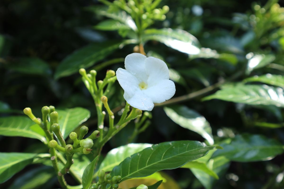 １〜４）世界遺産シンガポール植物園