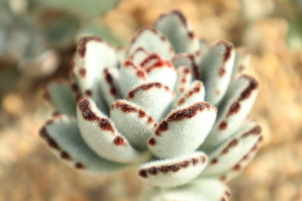 １〜４）ガーデンズ・バイ・ザ・ベイ