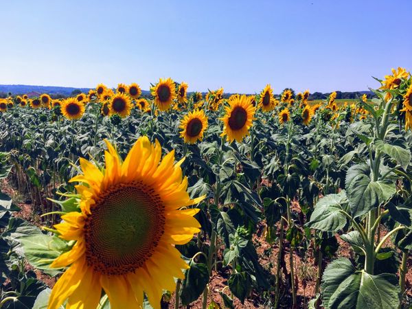 イタリア・トスカーナ「Toscana」の写真