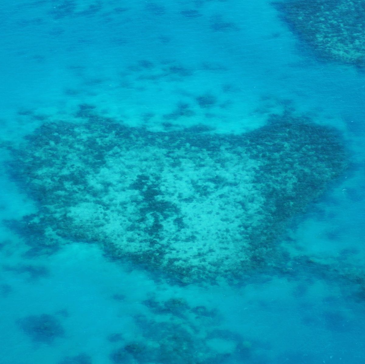 １〜４）世界遺産グレートバリアリーフ
1はコアラリーフ