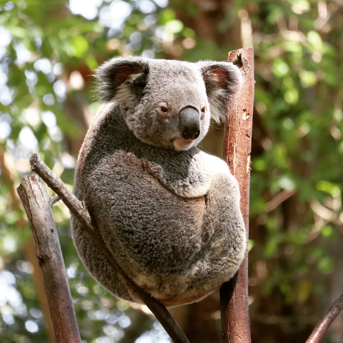 １〜４）カランビン・ワイルドライフ自然保護区