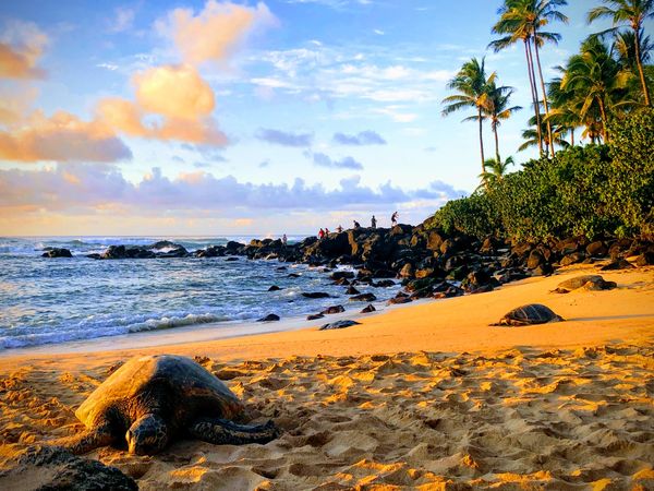 アメリカ(米国)・オアフ島「初FLYING HONU🐢」の写真