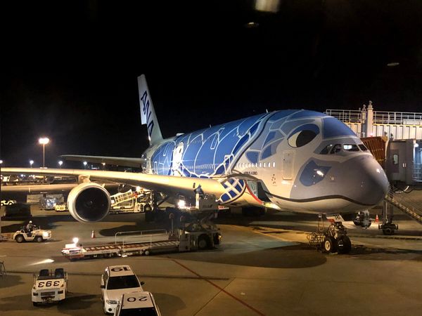 アメリカ(米国)・オアフ島「初FLYING HONU🐢」の写真：初FLYING HONU🐢