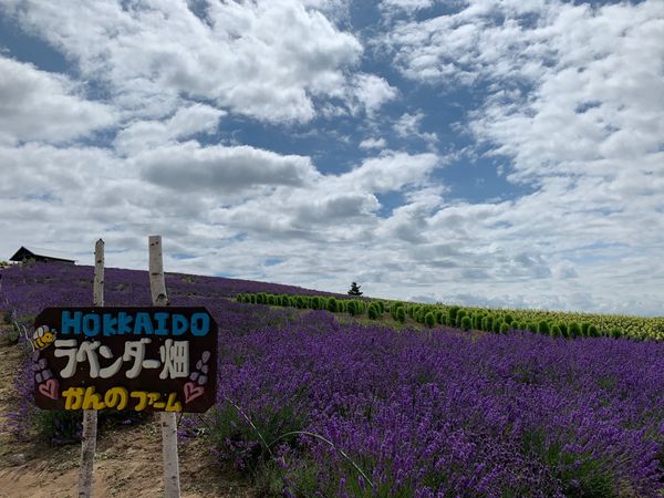日本・北海道「富良野」の写真