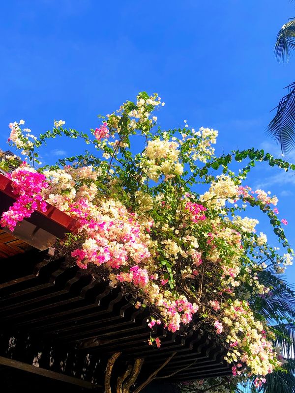 フィリピン・セブ島「長いGWはセブ島で」の写真