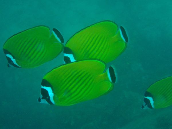 タイ・タオ島「タイ旅行」の写真