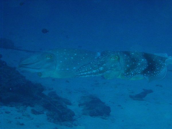 日本・沖縄「沖縄旅行」の写真