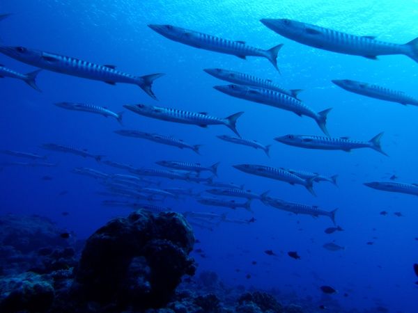パラオ・コロール島「パラオ旅行」の写真