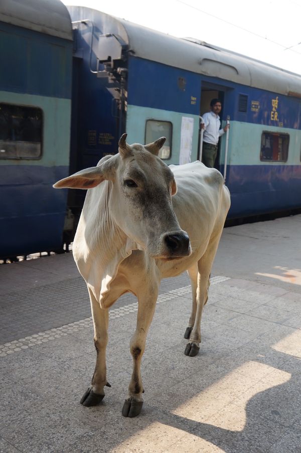 インド・デリー「「インドの旅」」の写真：１〜４）アグラフォート駅