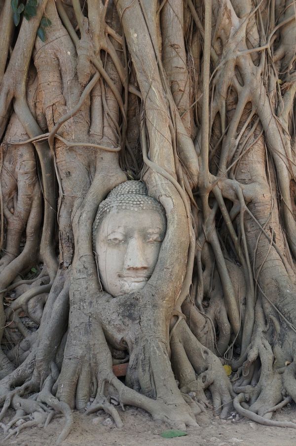 タイ・バンコク「「アユタヤ・スコータイ の旅」」の写真：１〜４）世界遺産アユタヤ